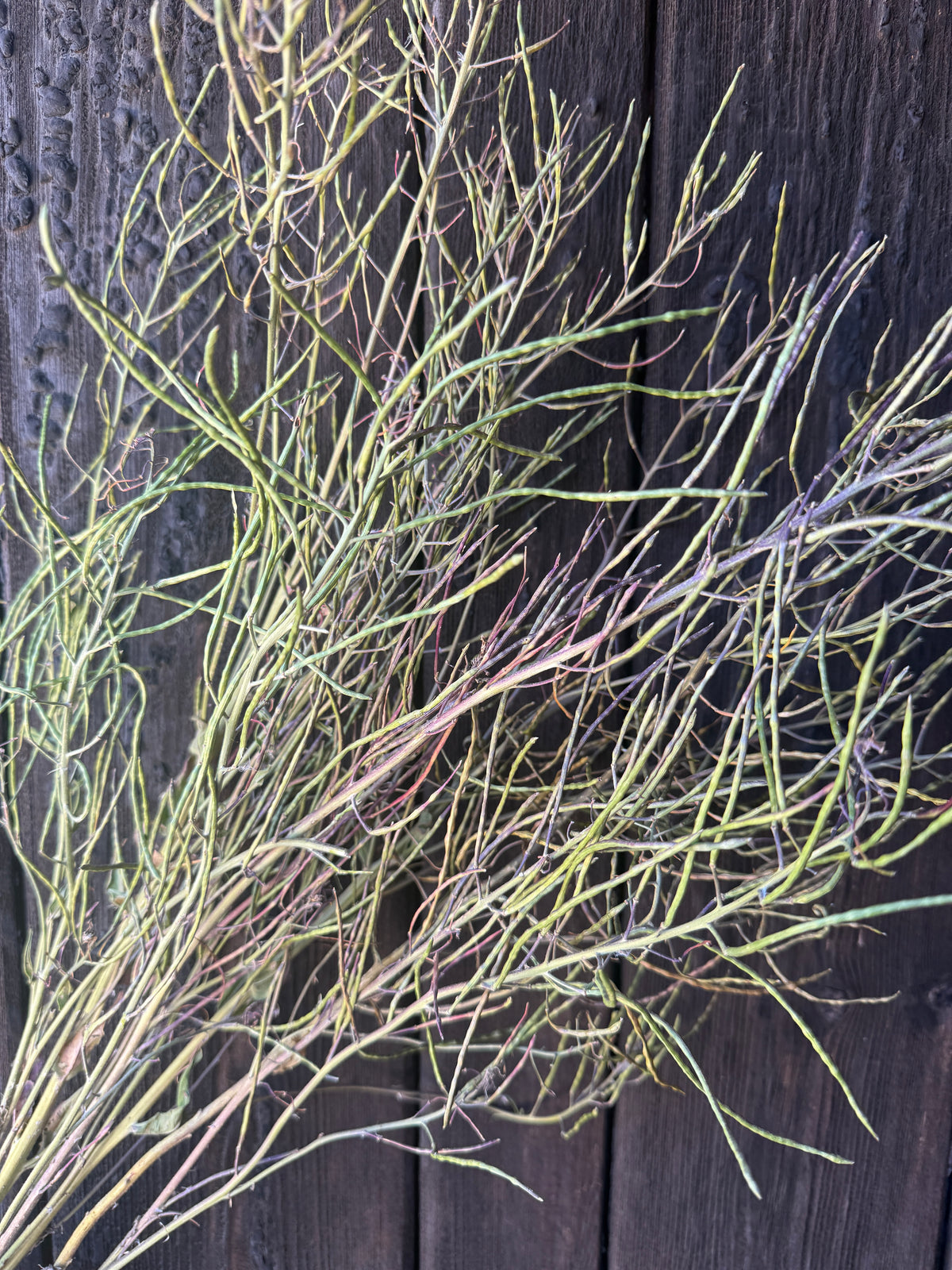 Hesperis (Sweet Rocket) Dried | Norfolk Seed Head Bunch
