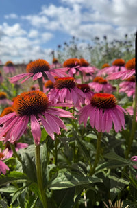 Close-up of Bishy Barnabees Cottage Garden’s Echinacea Purple Coneflower with striking orange centers, blooming in a pollinator garden amid lush green leaves beneath a partly cloudy blue sky.