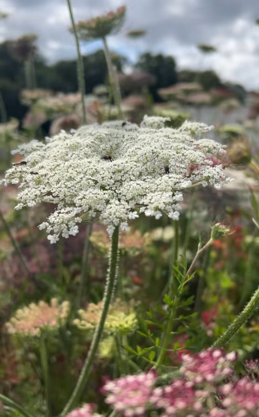 Close-up of a white Daucus Carota (Wild Carrot) flower by Bishy Barnabees Cottage Garden, blooming in a field with green stems and softly blurred pink, white, and green flowers in the background beneath a cloudy sky.