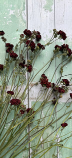 Geums Dried from Bishy Barnabees Cottage Garden Ltd are displayed with dark red seed heads and long green stems, arranged diagonally on a distressed pale green wooden background featuring peeling paint and vertical lines.