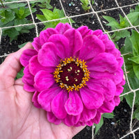 A hand holds a large, vibrant pink Zinnia Giants of California bloom by Bishy Barnabees Cottage Garden, featuring a dark red center and yellow stamens, set against lush green foliage and garden netting.