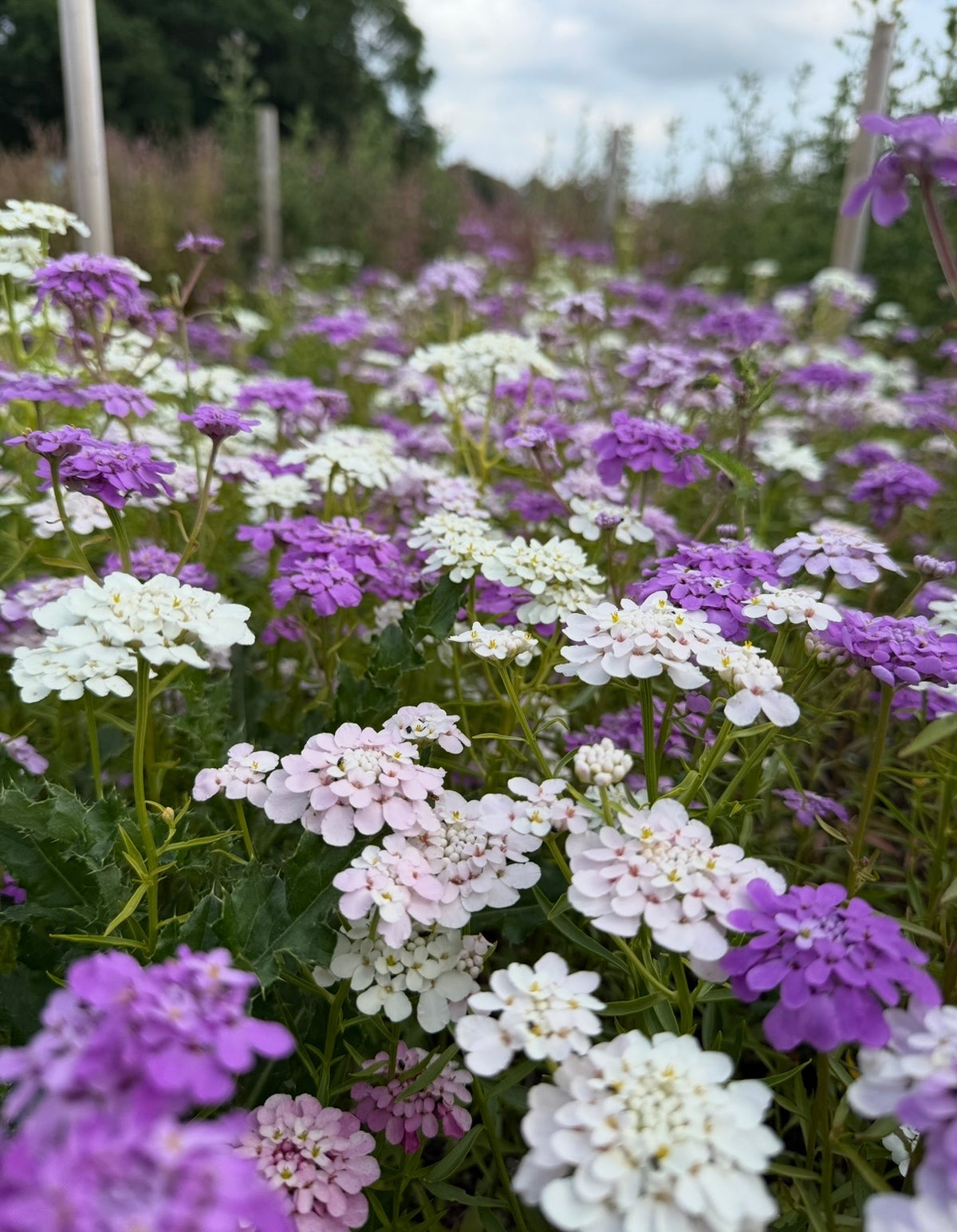 Candytuft Crown Mixed by Bishy Barnabees Cottage Garden Ltd displays dense clusters of small white, pink, and purple flowers against lush green foliage, with wooden stakes and a cloudy sky in the background.