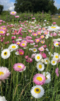 A close-up of pink and white Strawflower Helipterum Roseum Mixed by Bishy Barnabees Cottage Garden, featuring yellow-centered blooms among green grass under a bright sky with trees in the background.