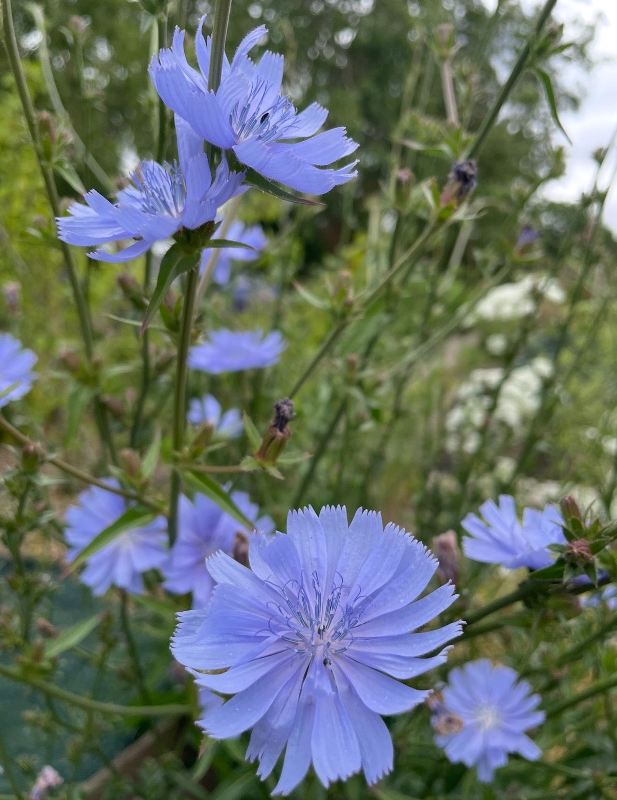 Close-up of Chicory Wild flowers by Bishy Barnabees Cottage Garden Ltd—drought-tolerant perennials with light purple petals and green stems, shown against a softly blurred green background.