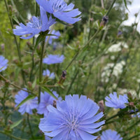Close-up of Chicory Wild flowers by Bishy Barnabees Cottage Garden Ltd—drought-tolerant perennials with light purple petals and green stems, shown against a softly blurred green background.