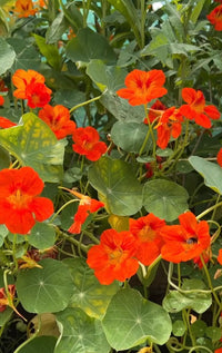 Bishy Barnabees Cottage Garden’s Nasturtium Tom Thumb seeds grow compact, edible plants with lush green leaves and vivid orange blooms—ideal as a colorful trap crop for your vibrant garden.