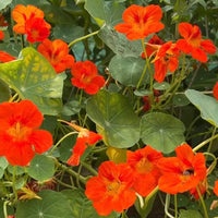 Bishy Barnabees Cottage Garden’s Nasturtium Tom Thumb seeds grow compact, edible plants with lush green leaves and vivid orange blooms—ideal as a colorful trap crop for your vibrant garden.