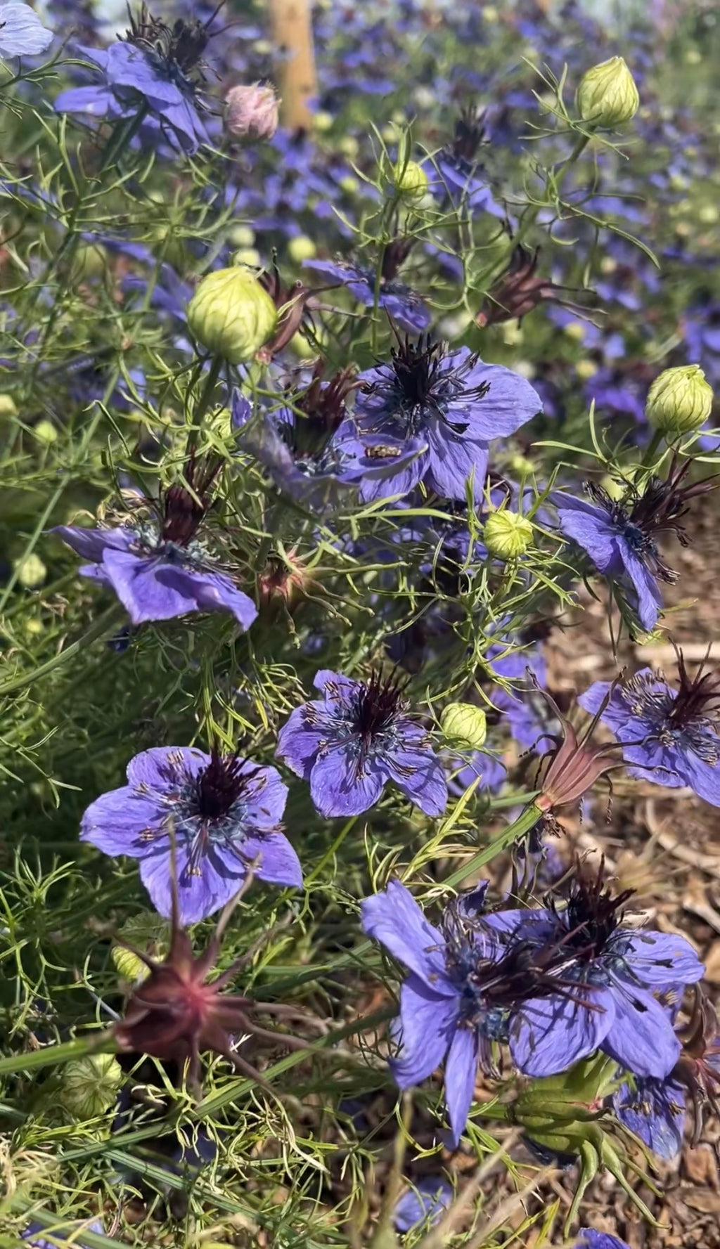Close-up of Nigella hispanica by Bishy Barnabees Cottage Garden, featuring royal violet-blue petals, dark feathery centers, green foliage, and unopened buds on mulched ground—hinting at its striking architectural seed pods.