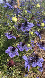 Close-up of Nigella hispanica by Bishy Barnabees Cottage Garden, featuring royal violet-blue petals, dark feathery centers, green foliage, and unopened buds on mulched ground—hinting at its striking architectural seed pods.