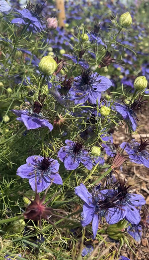 Nigella hispanica