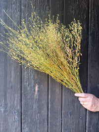 Camelina Sativa Dried | Gold-of-Pleasure Norfolk Bunch