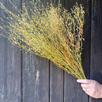 Camelina Sativa