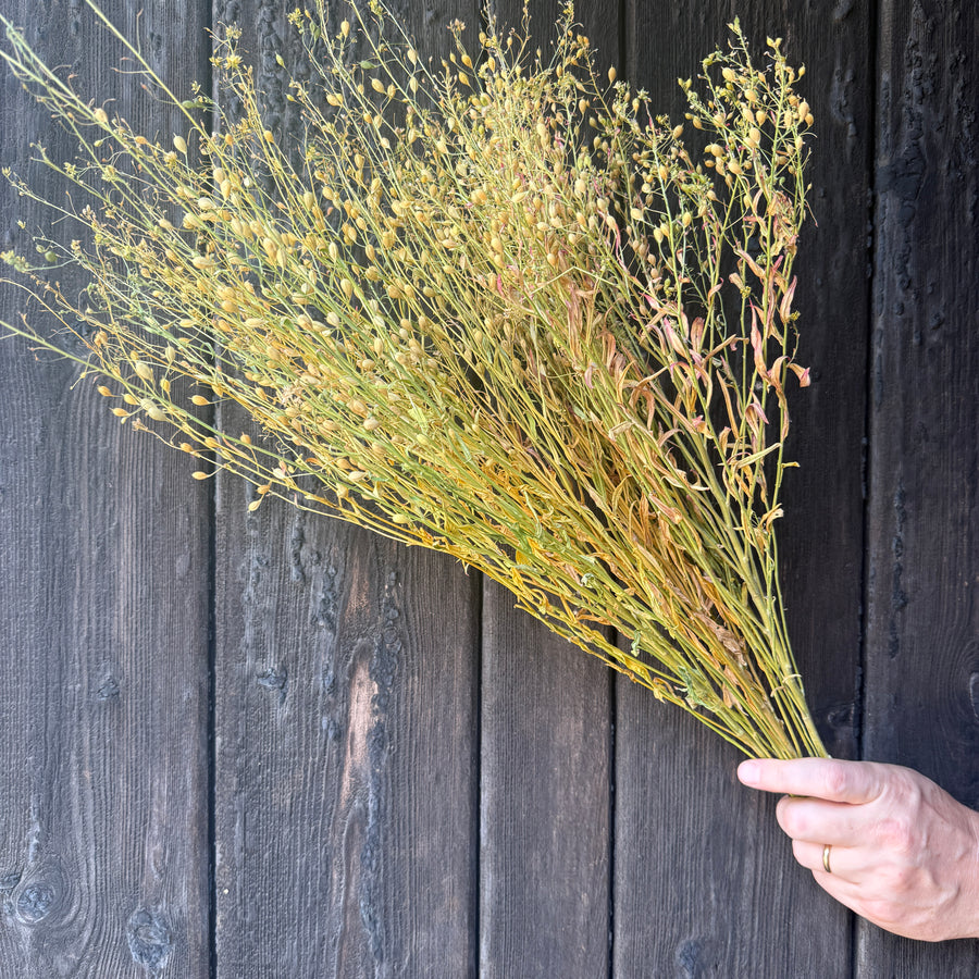 Camelina Sativa
