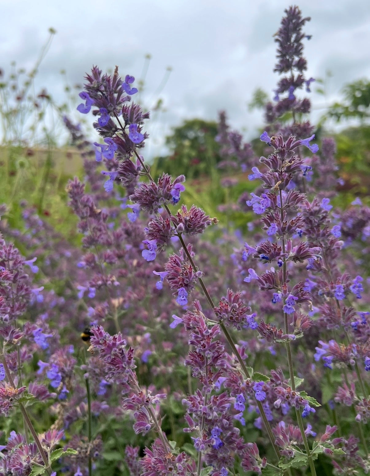 Tall stems of purple and violet Nepeta Mussinii - Catmint by Bishy Barnabees Cottage Garden bloom densely with green foliage, a cloudy sky backdrop, and a bee among the blossoms, evoking classic English cottage garden charm.
