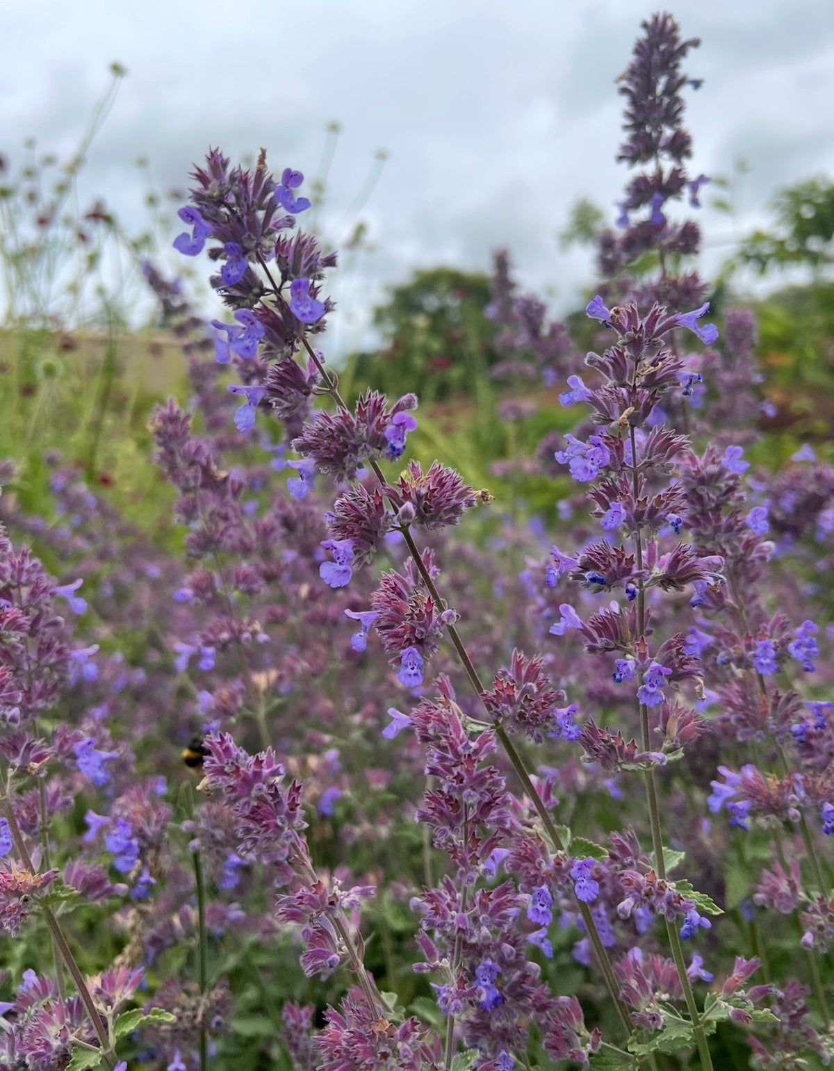 Tall stems of purple and violet Nepeta Mussinii - Catmint by Bishy Barnabees Cottage Garden bloom densely with green foliage, a cloudy sky backdrop, and a bee among the blossoms, evoking classic English cottage garden charm.