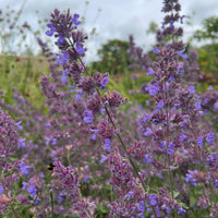 Tall stems of purple and violet Nepeta Mussinii - Catmint by Bishy Barnabees Cottage Garden bloom densely with green foliage, a cloudy sky backdrop, and a bee among the blossoms, evoking classic English cottage garden charm.