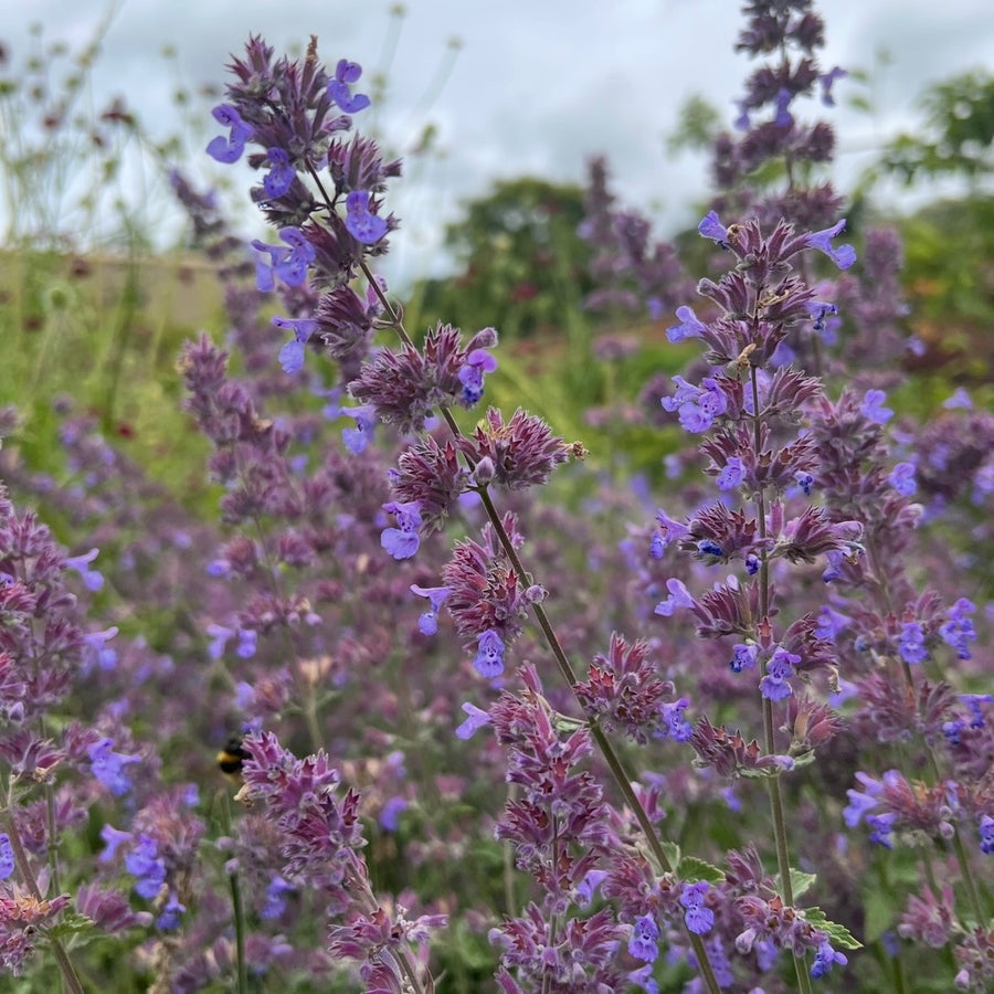 Tall stems of purple and violet Nepeta Mussinii - Catmint by Bishy Barnabees Cottage Garden bloom densely with green foliage, a cloudy sky backdrop, and a bee among the blossoms, evoking classic English cottage garden charm.