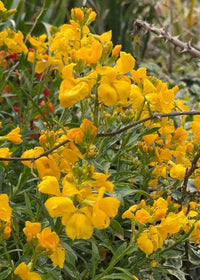 Wallflower Cloth of Gold by Bishy Barnabees Cottage Garden features bright yellow blooms and lush green leaves in spring, with stems peeking through for a lively outdoor cottage garden look.