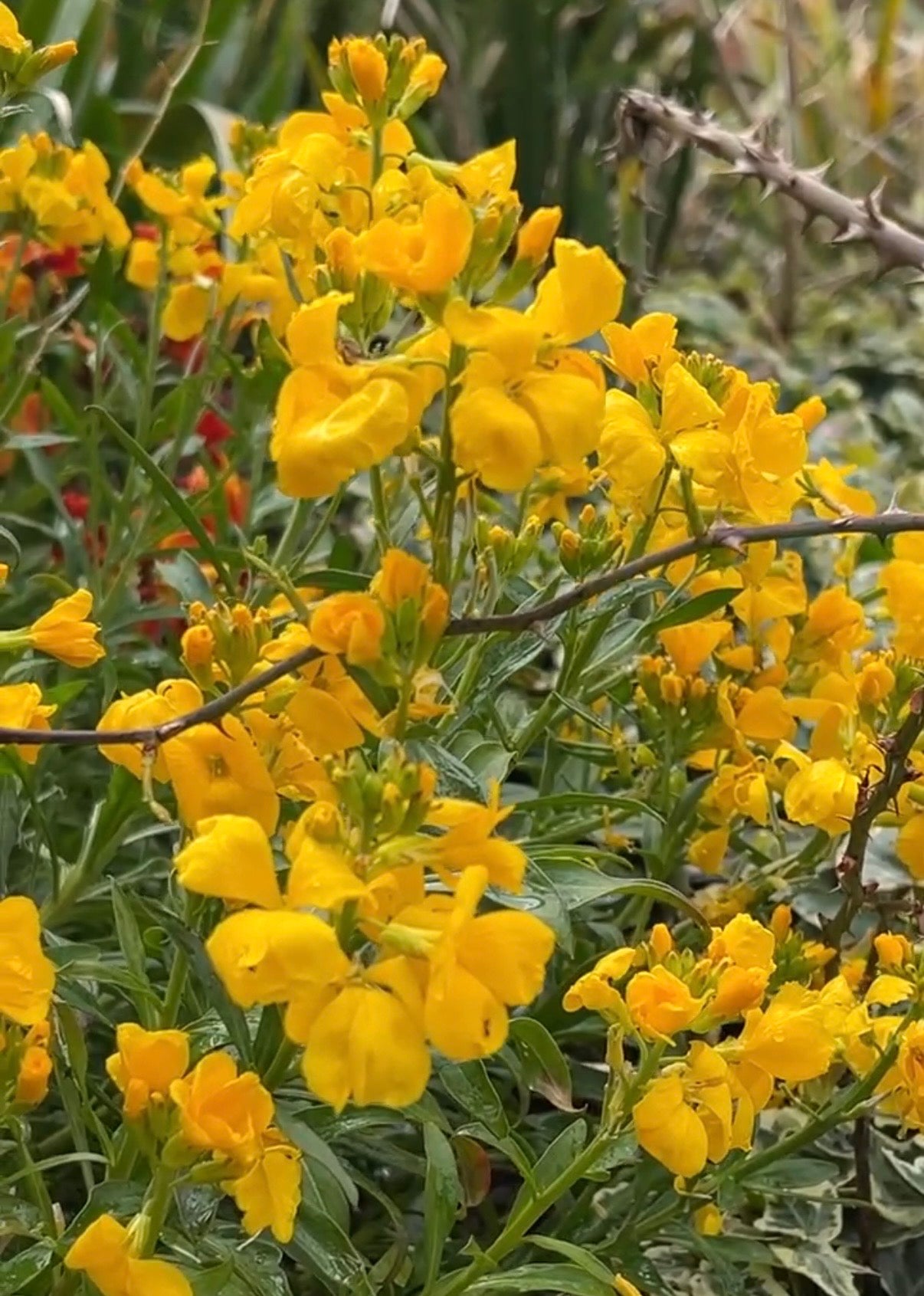 Wallflower Cloth of Gold by Bishy Barnabees Cottage Garden features bright yellow blooms and lush green leaves in spring, with stems peeking through for a lively outdoor cottage garden look.