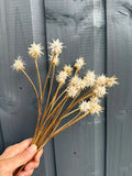 A hand displays Bishy Barnabees Cottage Garden Ltd's Scabious Stellata Stars Dried—spiky white blooms on long stems—against a gray wooden background, showcasing sustainable dried florals.