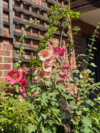 Hollyhock Bishy Barnabee Mix