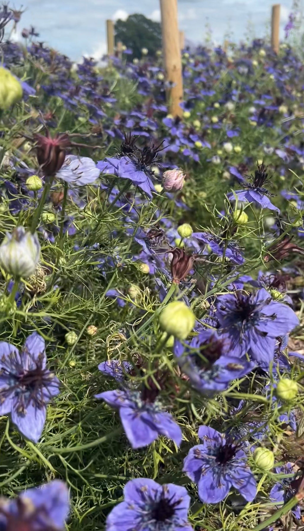 Nigella hispanica by Bishy Barnabees Cottage Garden displays royal violet-blue blooms with delicate petals, feathery green foliage, and round seed pods, all outdoors in natural light against a softly blurred background.