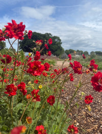Scarlet-red Geum Mrs Bradshaw flowers from Bishy Barnabees Cottage Garden Ltd bloom along a wood chip garden path, with vibrant blossoms in focus and trees plus a cloudy blue sky in the background.