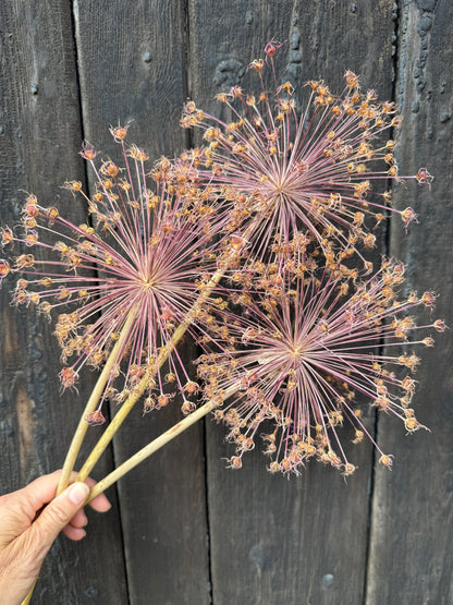 Alliums Dried
