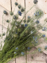 Dried Nigella Flowers