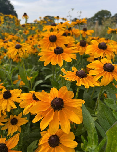 A field of vibrant yellow-orange Rudbeckia Marmalade flowers from Bishy Barnabees Cottage Garden blooms outdoors, with dark brown centers and lush green leaves. More flowers and blurred greenery appear in the sunny background.