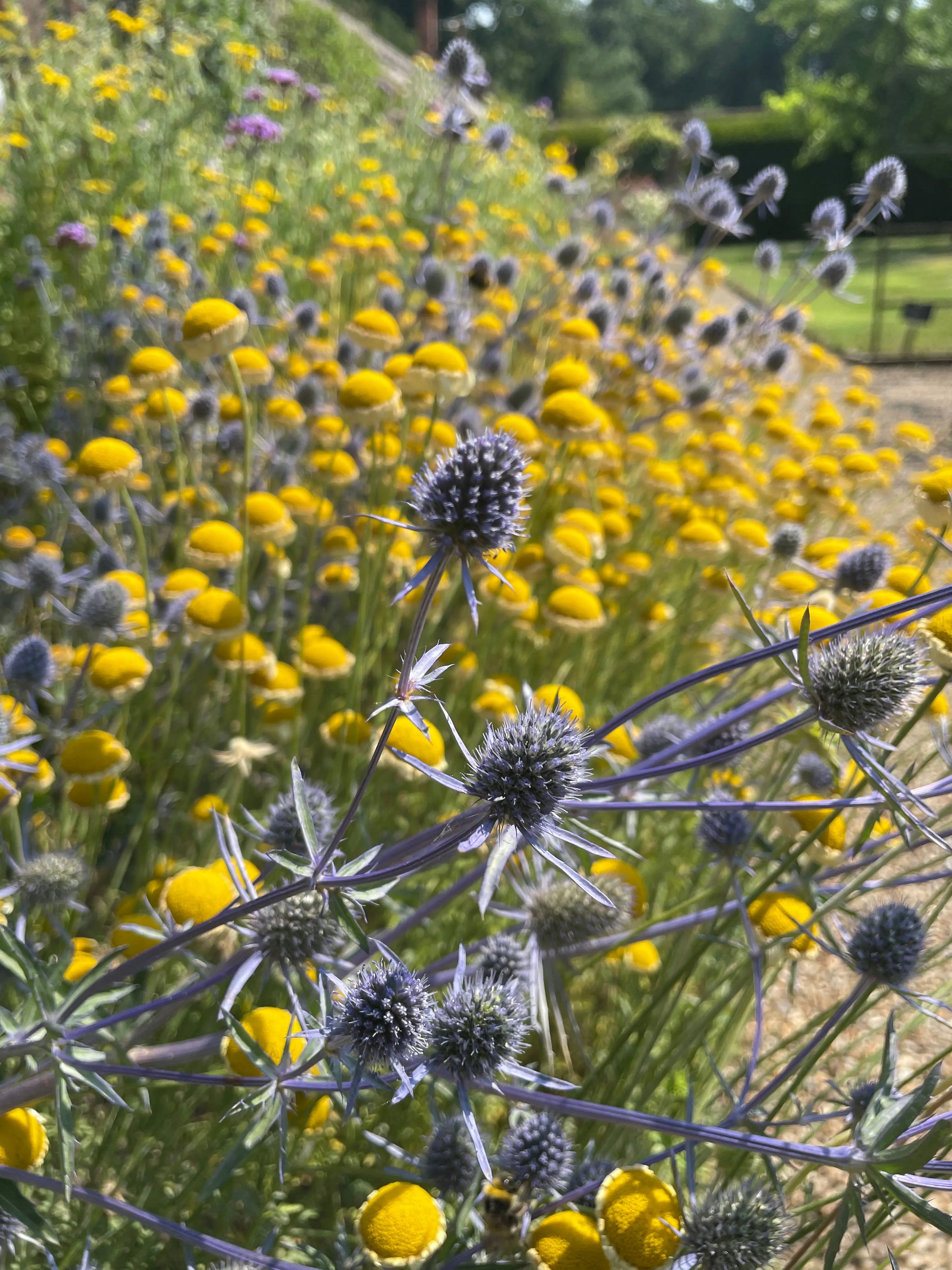 Close-up of spiky purple Eryngium (Sea Holly) flowers from Bishy Barnabees Cottage Garden, drought-tolerant perennials, with round yellow blooms in a sunlit garden and a blurred wildflower background.