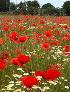 A vibrant field of Bishy Barnabees Cottage Garden Poppy Flanders Red blooms with red poppies and white daisies, stretching into the distance amid green grass and trees under a clear sky.
