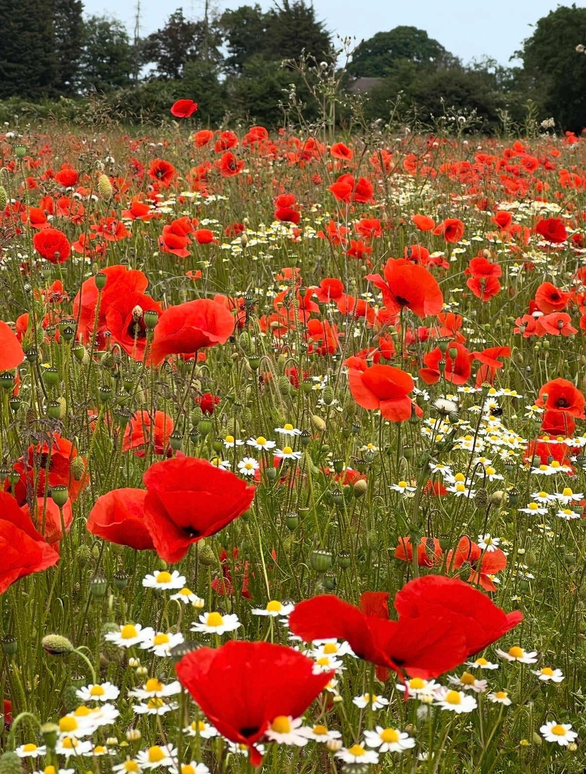A vibrant field of Bishy Barnabees Cottage Garden Poppy Flanders Red blooms with red poppies and white daisies, stretching into the distance amid green grass and trees under a clear sky.