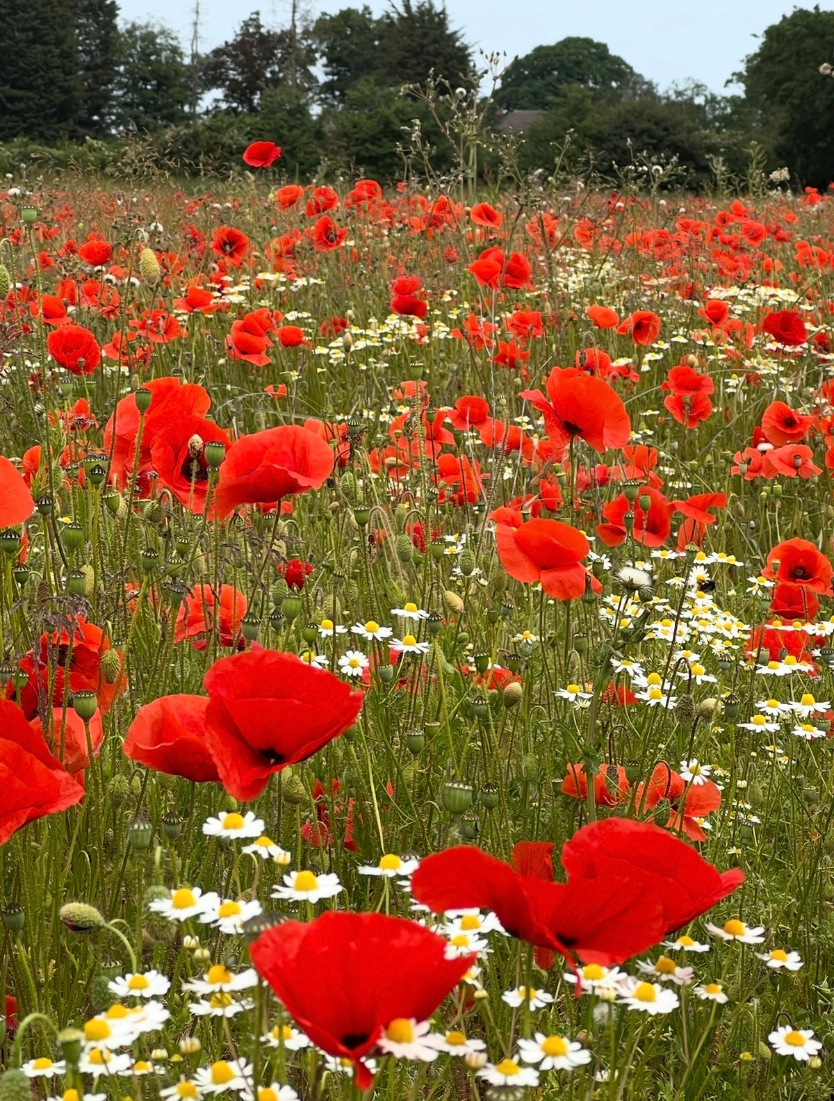 A vibrant field of Bishy Barnabees Cottage Garden Poppy Flanders Red blooms with red poppies and white daisies, stretching into the distance amid green grass and trees under a clear sky.