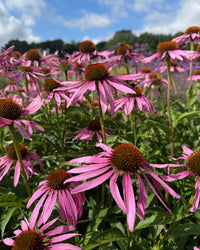 A close-up of Echinacea Purple Coneflower by Bishy Barnabees Cottage Garden shows vibrant purple blooms with spiky orange centers and lush green leaves, set beneath a partly cloudy sky—a stunning summer pollinator garden scene.