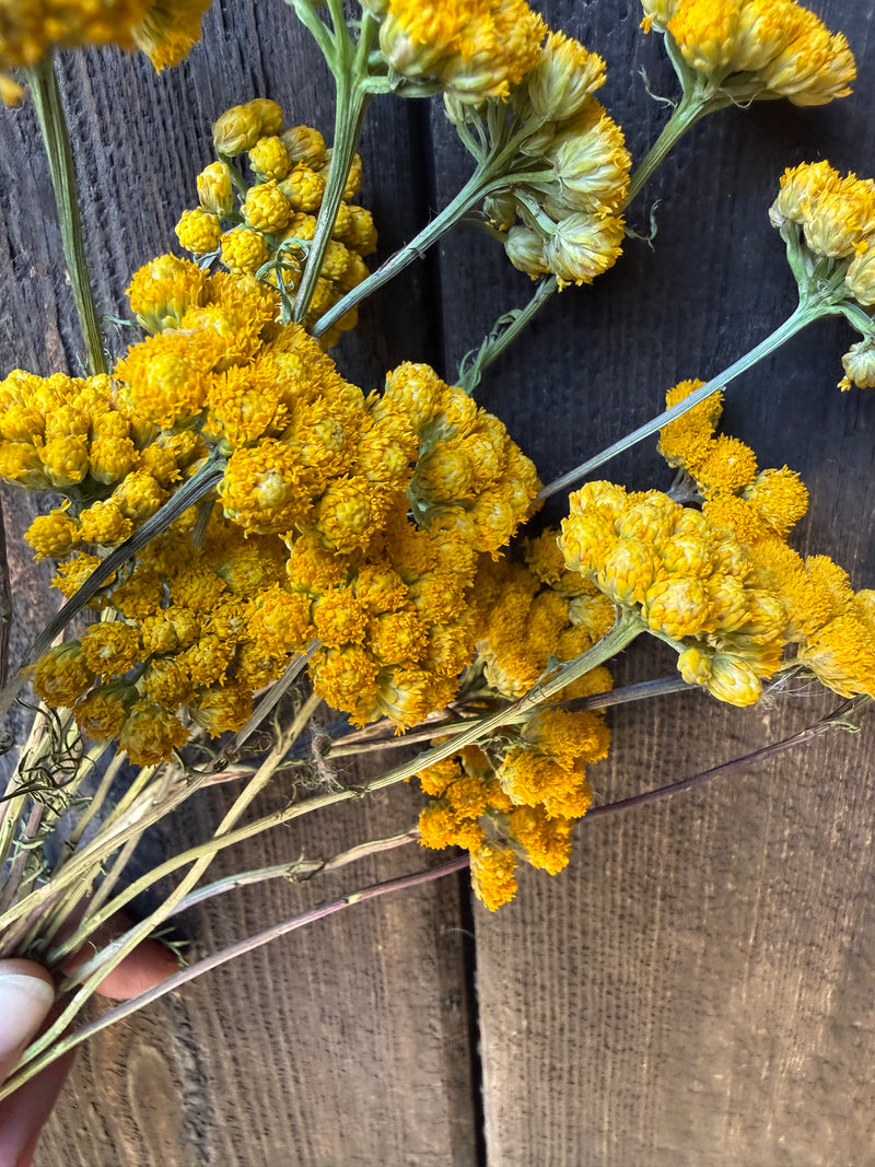 Dried Lonas inodora — sunny golden yellow button clusters, farm-grown in Norfolk