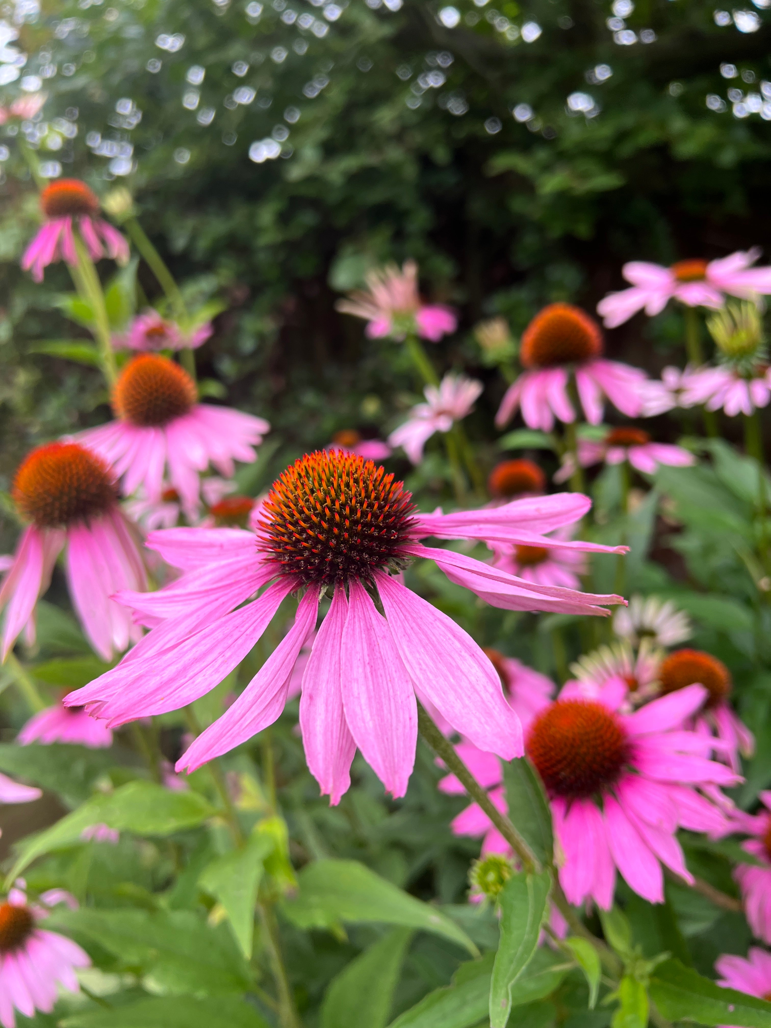 Echinacea Purple Coneflower