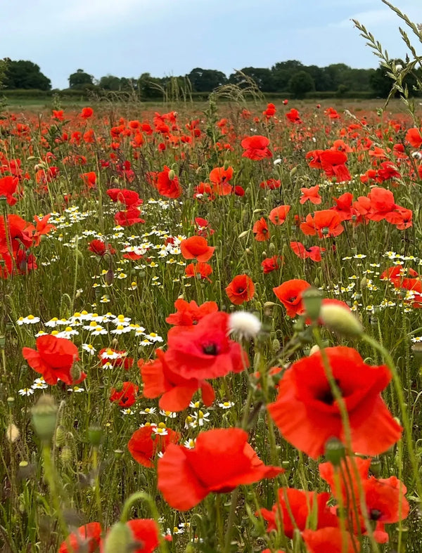 A field of Poppy Flanders Red by Bishy Barnabees Cottage Garden and white daisies stretches beneath a cloudy sky, with green grass and distant trees on the horizon.