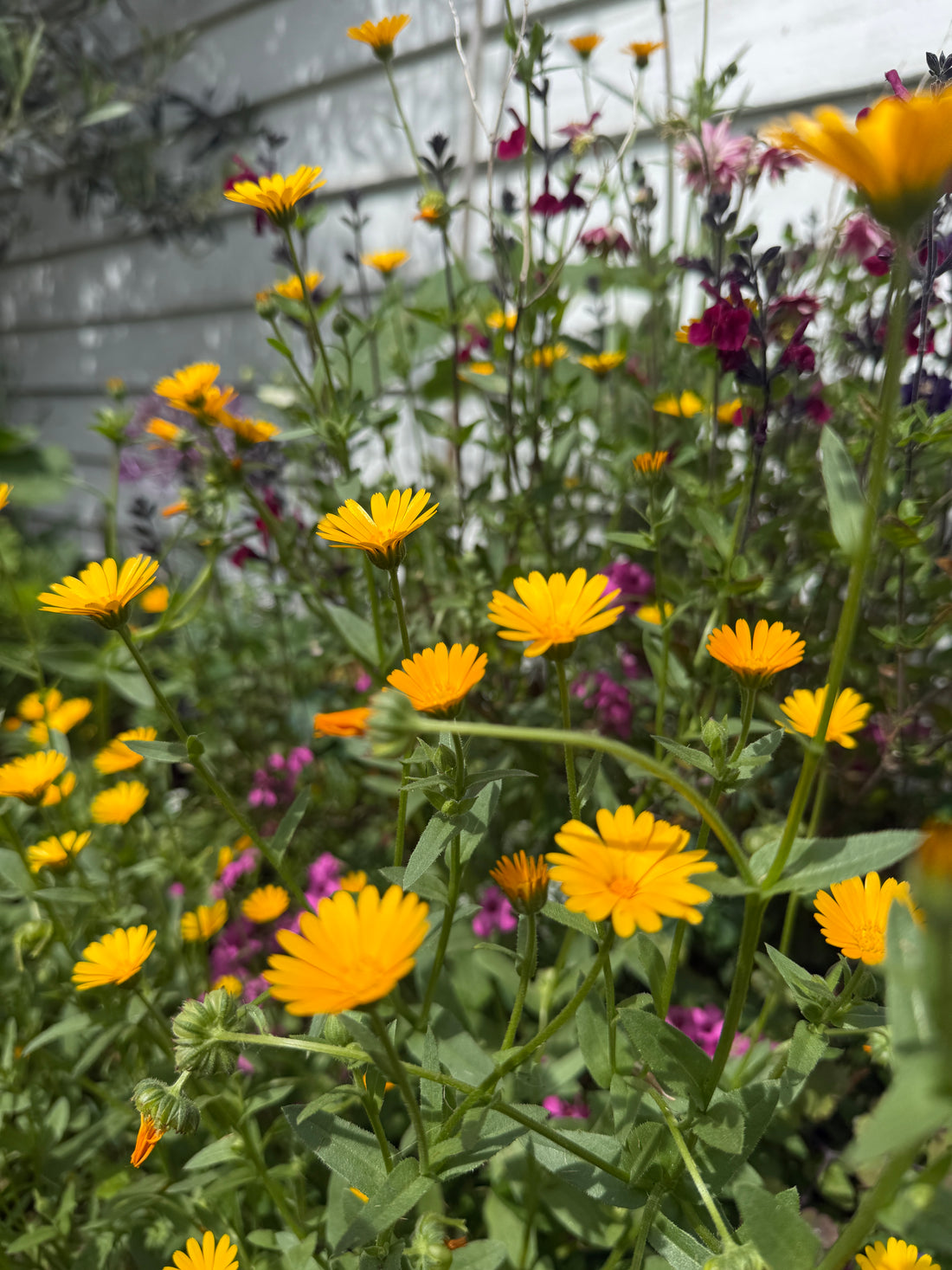 Calendula Wintersun