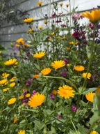 Calendula Wintersun