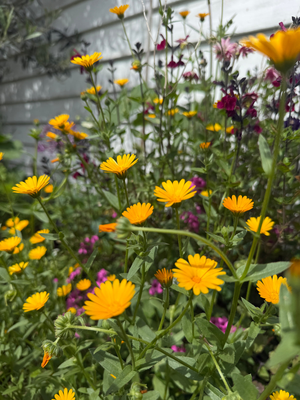 Calendula Wintersun