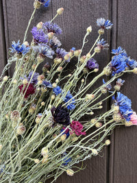 Cornflower Dried Flowers | Norfolk Meadow Bunch