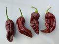 Naga Black Chilli – four dark chocolate-brown wrinkled pods on a white surface