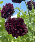 Poppy Black Peony (Papaver somniferum) – dark burgundy ruffled blooms against blue sky