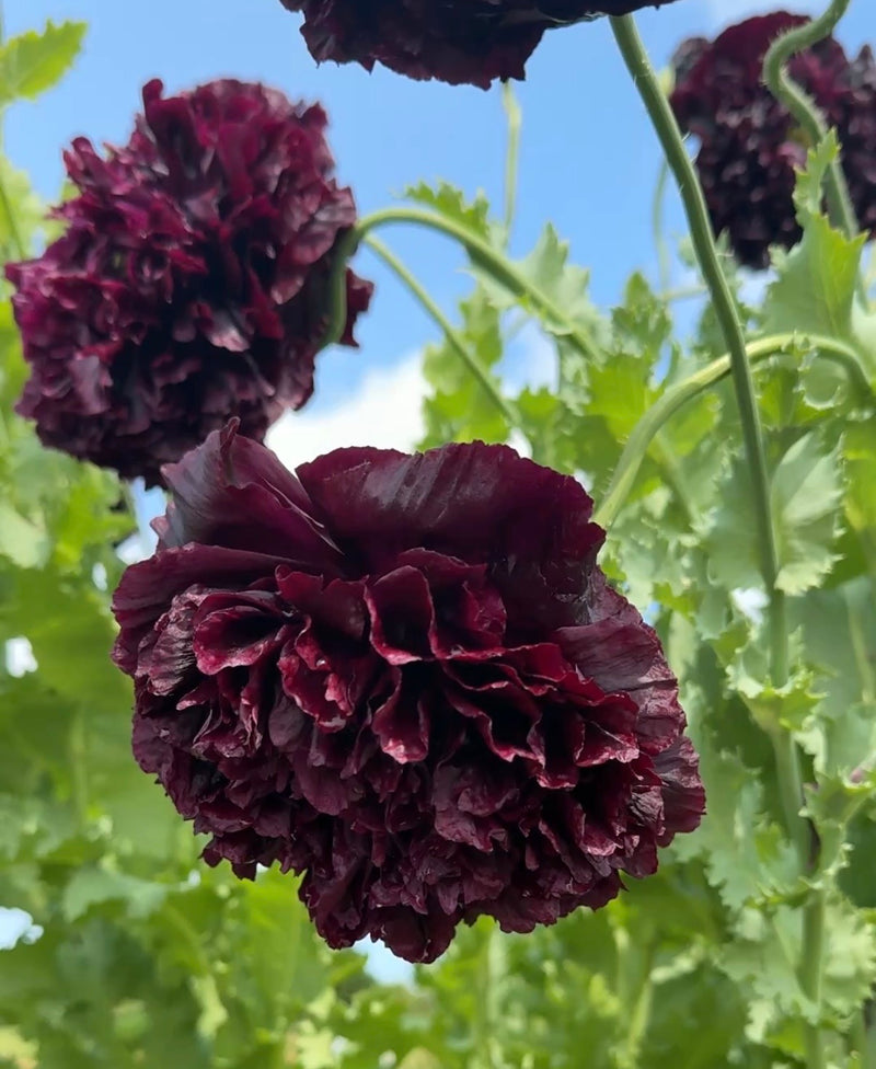 Close-up of Bishy Barnabees Cottage Garden's Poppy Black Peony with dark burgundy, ruffled blooms, green foliage, and stems against a blue sky. Perfect for dried flower arrangements.