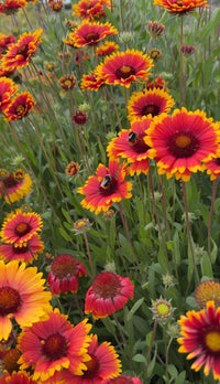 Red and yellow Gaillardia Aristata Bicolour Goblin blooms from Bishy Barnabees Cottage Garden stand out among green leaves, with bumblebees collecting nectar, showing the vibrant beauty these hardy perennial seeds can add to your garden.