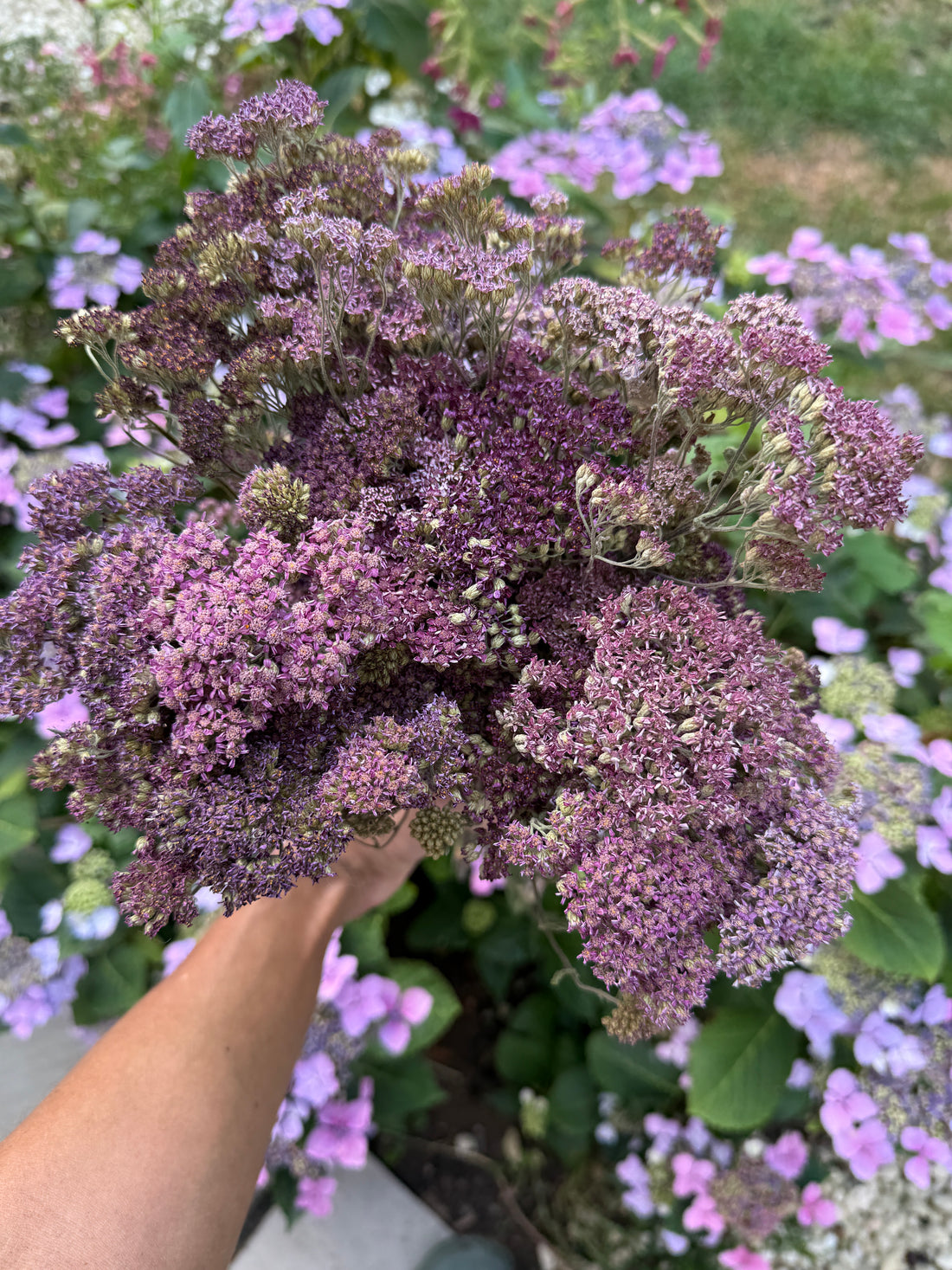 Achillea Dried