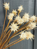 A close-up of Scabious Stellata Stars Dried by Bishy Barnabees Cottage Garden Ltd, featuring spiky petals on long brown stems against a gray wooden background, highlights sustainable dried florals.