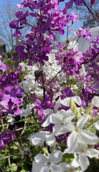 Honesty Mixed – purple and white flower clusters with a hint of blue sky