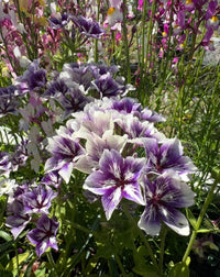 Bishy Barnabees Cottage Garden's Phlox Sugar Stars features clusters of violet-blue and white, star-shaped flowers with pointed petals blooming on green stems and leaves, surrounded by colorful wildflowers in a sunlit garden.